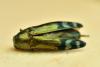 Coraebus fasciatus